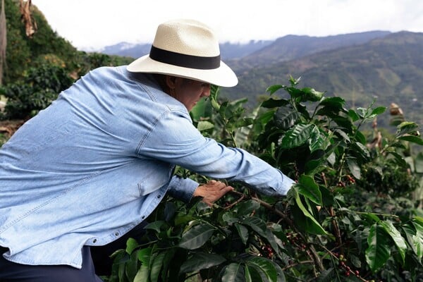 Ταξίδι στα βουνά της Κολομβίας: Ανακαλύπτοντας τις φάρμες καφέ των Άνδεων