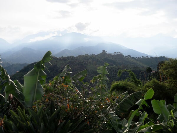 Ταξίδι στα βουνά της Κολομβίας: Ανακαλύπτοντας τις φάρμες καφέ των Άνδεων