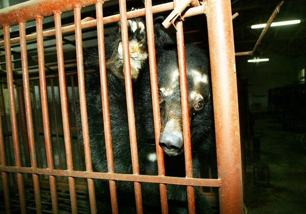Νότια Κορέα: Τέλος στην εκτροφή αρκούδων για χολή, έπειτα από χρόνια αντιδράσεων