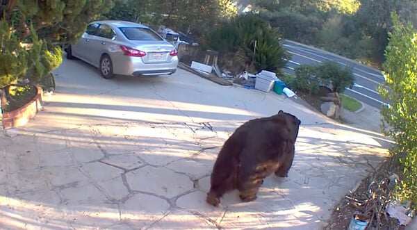 «Ακούγεται σαν δράκος»: Mαύρη αρκούδα έχει εγκατασταθεί κάτω από σπίτι στην Καλιφόρνια