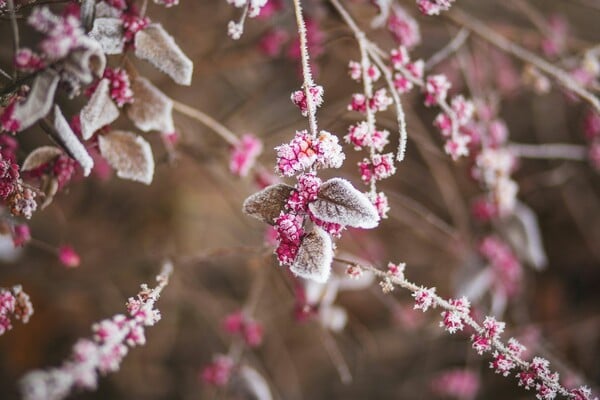 Καιρός - Τσατραφύλλιας: Πότε υποχωρεί το κρύο - Πού έφτασε τους μείον 15 βαθμούς η θερμοκρασία