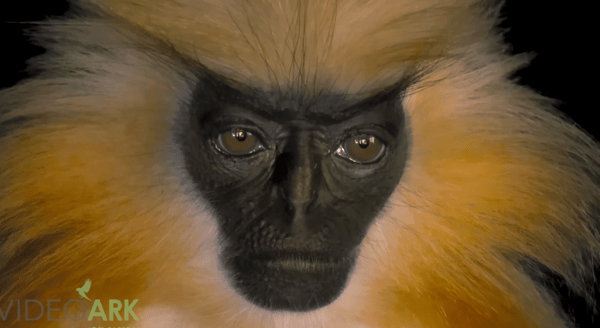 ΣΠΑΝΙΟ ΕΙΔΟΣ ΜΑΙΜΟΥ 