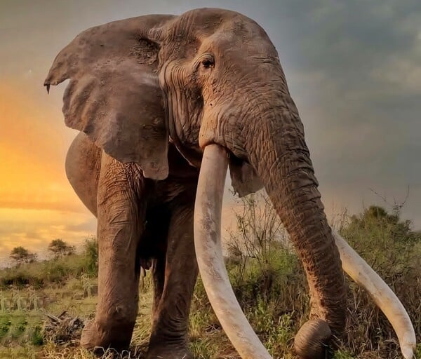 ΕΛΕΦΑΝΤΑΣ ΚΕΝΥΑ ΑΦΡΙΚΗ ΚΡΕΓΚ