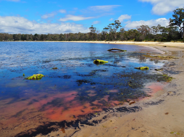 Ροζ γλίτσα σε παραλία της Τασμανίας προκαλεί ανησυχία 