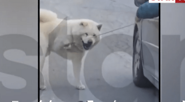 Θεσσαλονίκη: «Τον πάω βόλτα», λέει ο οδηγός που έσερνε σκύλο με λουρί ενώ οδηγούσε