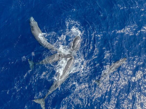 30x30: Μια παγκόσμια πρωτοβουλία που προστατεύει τις ελληνικές θάλασσες 