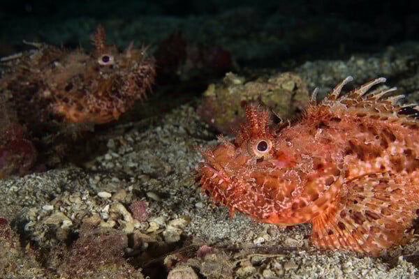 30x30: Μια παγκόσμια πρωτοβουλία που προστατεύει τις ελληνικές θάλασσες 