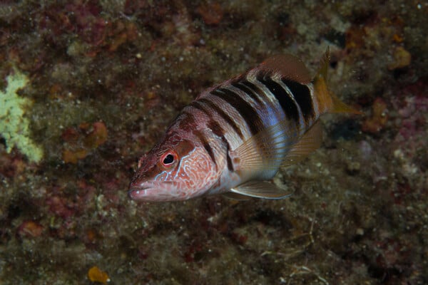 30x30: Μια παγκόσμια πρωτοβουλία που προστατεύει τις ελληνικές θάλασσες 