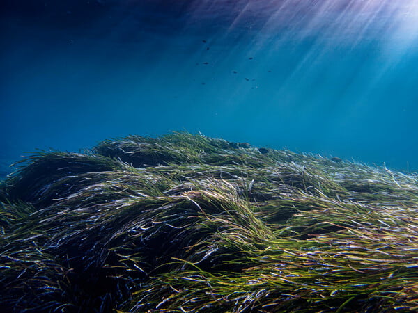 30x30: Μια παγκόσμια πρωτοβουλία που προστατεύει τις ελληνικές θάλασσες 