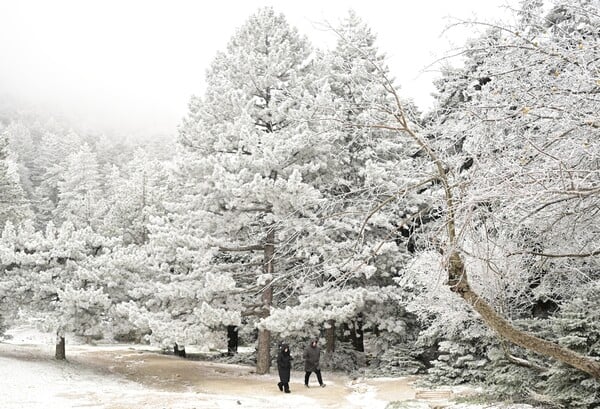 Στα λευκά η Πάρνηθα: Εικόνες από την πρώτη χιονόπτωση της νέας χρονιάς στην Αττική 