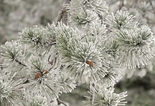 Στα λευκά η Πάρνηθα: Εικόνες από την πρώτη χιονόπτωση της νέας χρονιάς στην Αττική 