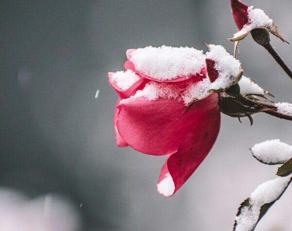 ΚΑΙΡΟΣ ΜΑΡΟΥΣΑΚΗΣ ΧΙΟΝΙΑ