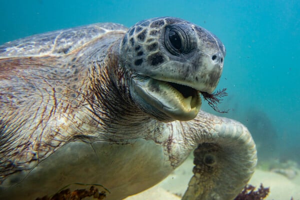 ΚΥΠΡΟΣ ΘΑΛΑΣΣΙΑ ΧΕΛΩΝΑ