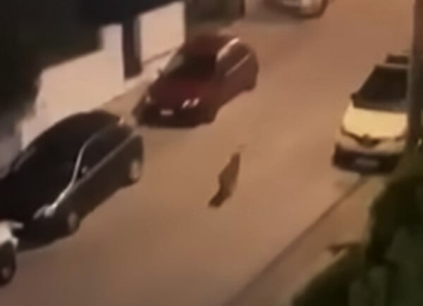 Χαϊδάρι: Η στιγμή που λύκος περιπλανιέται σε δρόμο της περιοχής 