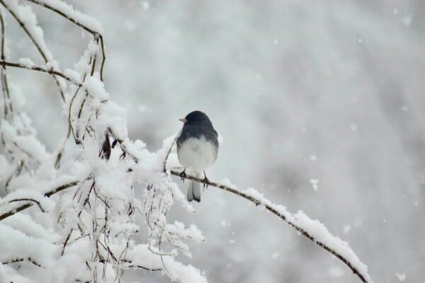 ΚΑΙΡΟΣ ΧΙΟΝΙΑ ΜΑΡΟΥΣΑΚΗΣ