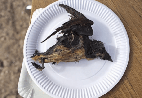 Δώστε kiviaq στον Τραμπ, μήπως γλιτώσετε την Γροιλανδία!