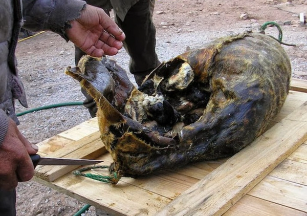 Δώστε kiviaq στον Τραμπ, μήπως γλιτώσετε την Γροιλανδία!