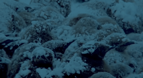 ΠΙΓΚΟΥΙΝΟΙ ΑΡΣΕΝΙΚΟΙ ΑΥΓΑ ΘΥΣΙΑ