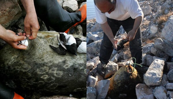 Δώστε kiviaq στον Τραμπ, μήπως γλιτώσετε την Γροιλανδία!