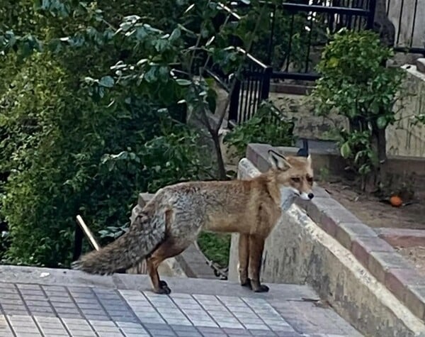 ΠΑΓΚΡΑΤΙ ΑΛΕΠΟΥ