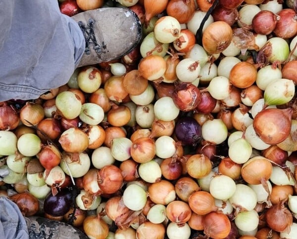 ΠΑΤΑΤΕΣ ΚΡΕΜΜΥΔΙΑ ΜΕΓΑΛΗ ΒΡΕΤΑΝΙΑ ΠΛΟΙΟ