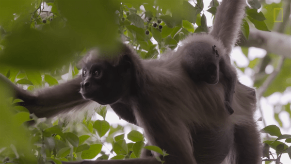Αράχνες-μαϊμούδες: Το εντυπωσιακό σύστημα ανταλλαγής πληροφοριών για να βρίσκουν τροφή