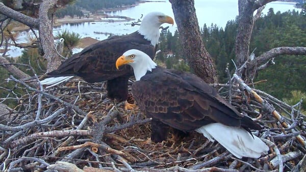 ΦΑΛΑΚΡΟΙ ΑΕΤΟΙ ΓΕΝΝΑ ΓΟΝΕΙΣ