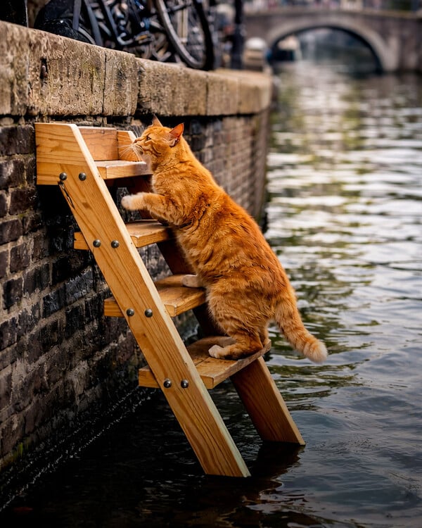 Το Άμστερνταμ τοποθετεί ειδικές σκάλες για να σκαρφαλώνουν οι γάτες που πέφτουν στα κανάλια του