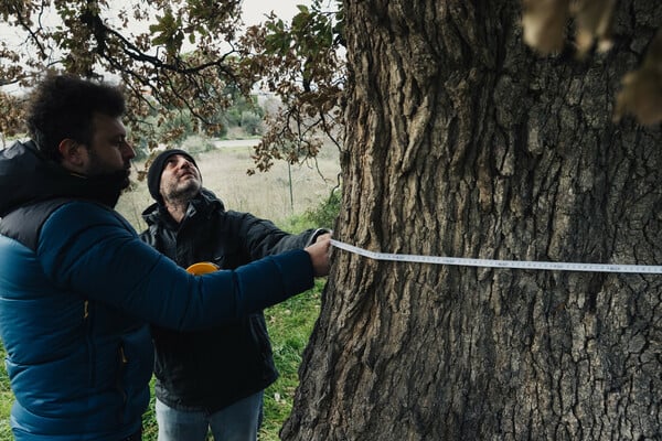 75 λεπτά με την Greek Oak Society