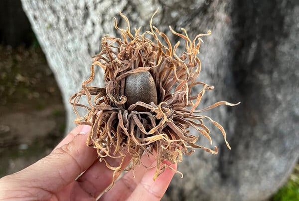 75 λεπτά με την Greek Oak Society