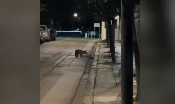 ΑΛΕΠΟΥ ΠΡΟΕΔΡΙΚΟ ΜΕΓΑΡΟ