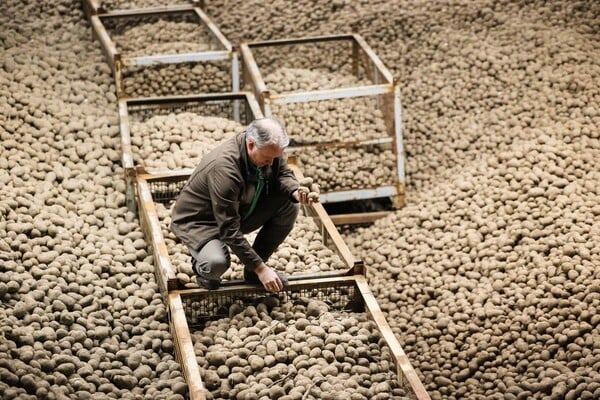 ΓΕΡΜΑΝΙΑ ΠΑΤΑΤΕΣ