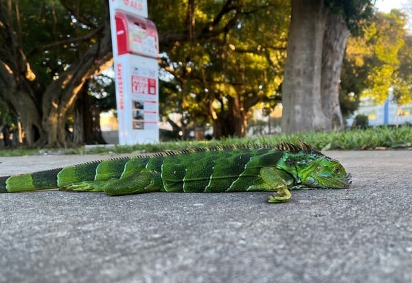 ΗΠΑ ΚΑΚΟΚΑΙΡΙΑ ΙΓΚΟΥΑΝΑ ΚΡΥΟ ΔΕΝΤΡΑ