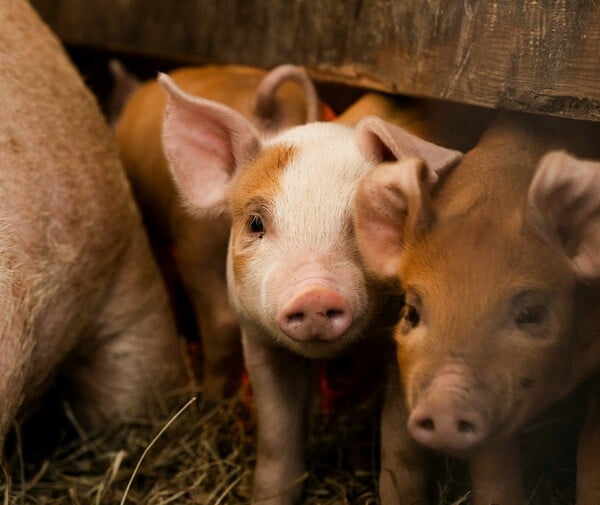 ΔΕΡΜΑ ΕΠΙΔΕΡΜΙΔΑ ΓΟΥΡΟΥΝΙΑ ΕΡΕΥΝΑ