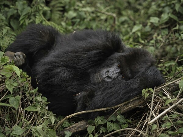 Ένα ταξίδι στη Ρουάντα σε αλλάζει για πάντα