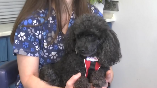 Σκύλος σε ρόλο βοηθού οδοντίατρου στη Θεσσαλονίκη: Η θεραπευτική υποστήριξη ασθενών με τη βοήθεια ζώων