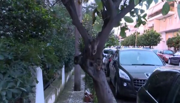 Ελευσίνα: «Το δέντρο είχε εξόγκωμα, έφυγε μέσα σε 3 λεπτά από ακατάσχετη αιμορραγία» λέει ο πρώην σύζυγος της 44χρονης