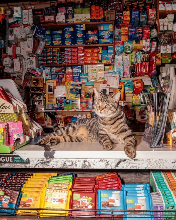 ΗΠΑ: Η Νέα Υόρκη διεκδικεί δικαιώματα για τις αγαπημένες, αλλά παράνομες «γάτες των μίνι μάρκετ»