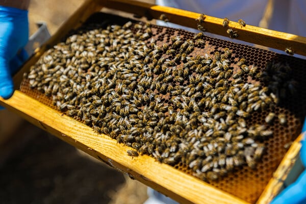 Η DIMAND φέρνει τις μέλισσες στην καρδιά της πόλης