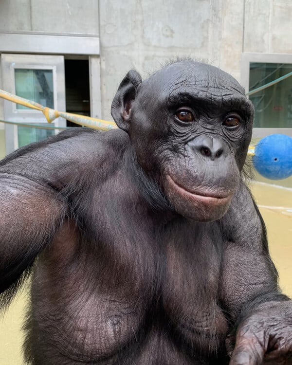 ΜΠΟΝΟΜΠΟ ΜΕΛΕΤΗ 