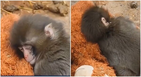 Ιαπωνία: Viral μαϊμουδάκι που εγκαταλείφθηκε από τη μαμά του και βρήκε παρηγοριά σε λούτρινο αρκουδάκι