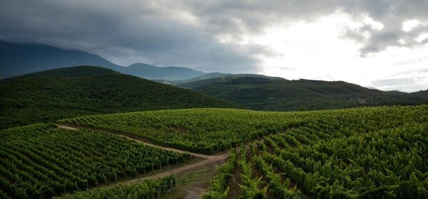 «Αγκαθωτό», ένα ροζέ με ένταση και βάθος