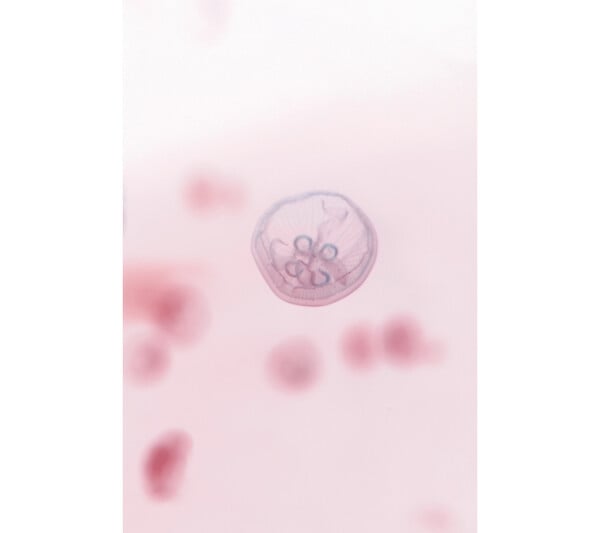 Συναντήσεις | Encounters