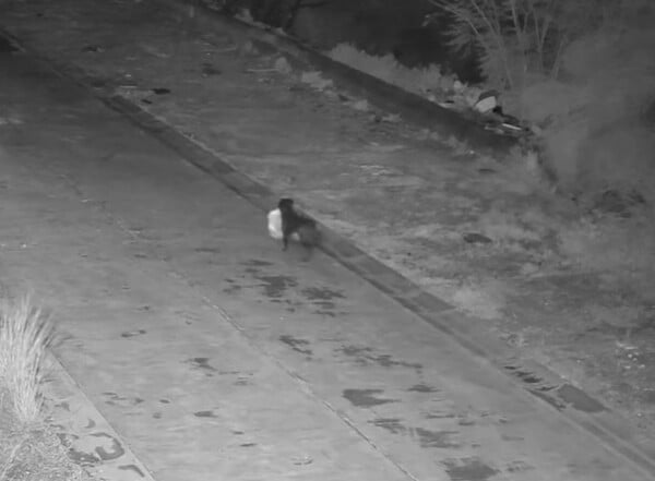 ΣΚΥΛΙ ΣΙΚΕΛΙΑ ΣΚΟΥΠΙΔΙΑ ΙΔΙΟΚΤΗΤΗΣ