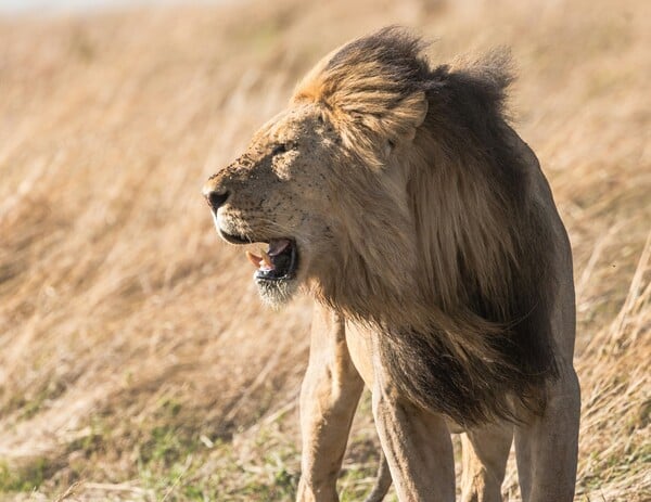 ΛΙΟΝΤΑΡΙ DNA ΛΑΘΡΟΘΗΡΙΑ ΖΙΜΠΑΜΠΟΥΕ