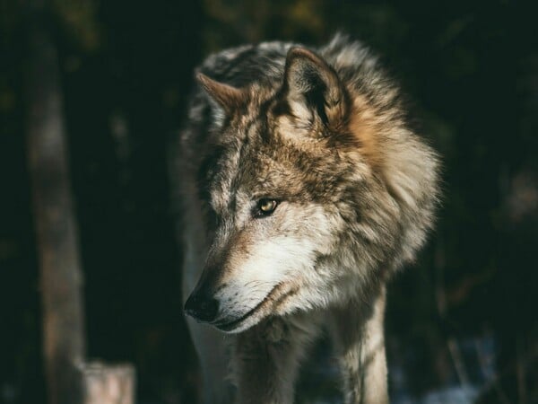 ΛΥΚΟΣ ΠΑΡΝΗΘΑ 