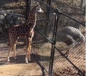 ΜΕΜΦΙΣ ΣΤΡΟΥΘΟΚΑΜΗΛΟΣ ΚΑΜΗΛΟΠΑΡΔΑΛΗ