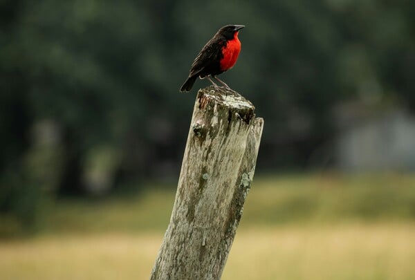 ΠΑΡΑΤΗΡΗΣΗ ΠΤΗΝΩΝ ΜΝΗΜΗ ΠΡΟΣΟΧΗ