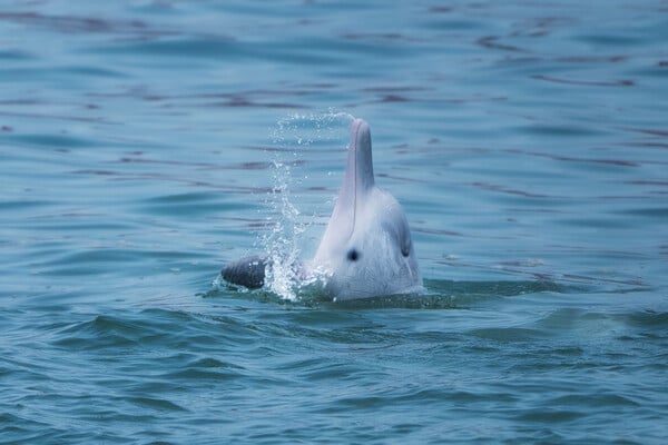 ΔΕΛΦΙΝΙΑ ΑΠΕΙΛΟΥΜΕΝΟ ΕΙΔΟΣ ΤΟΞΙΚΕΣ ΟΥΣΙΕΣ ΟΘΟΝΕΣ