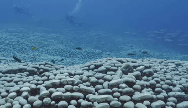 ΚΟΡΑΛΛΙ ΑΝΑΚΑΛΥΨΗ ΜΕΓΑΛΟΣ ΚΟΡΑΛΛΙΟΓΕΝΗΣ ΥΦΑΛΟΣ